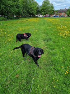 Rocky and Lucy 