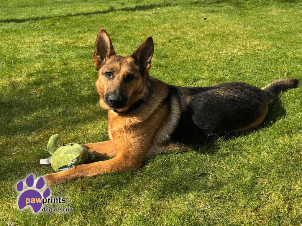 Pawprints Profile Pic