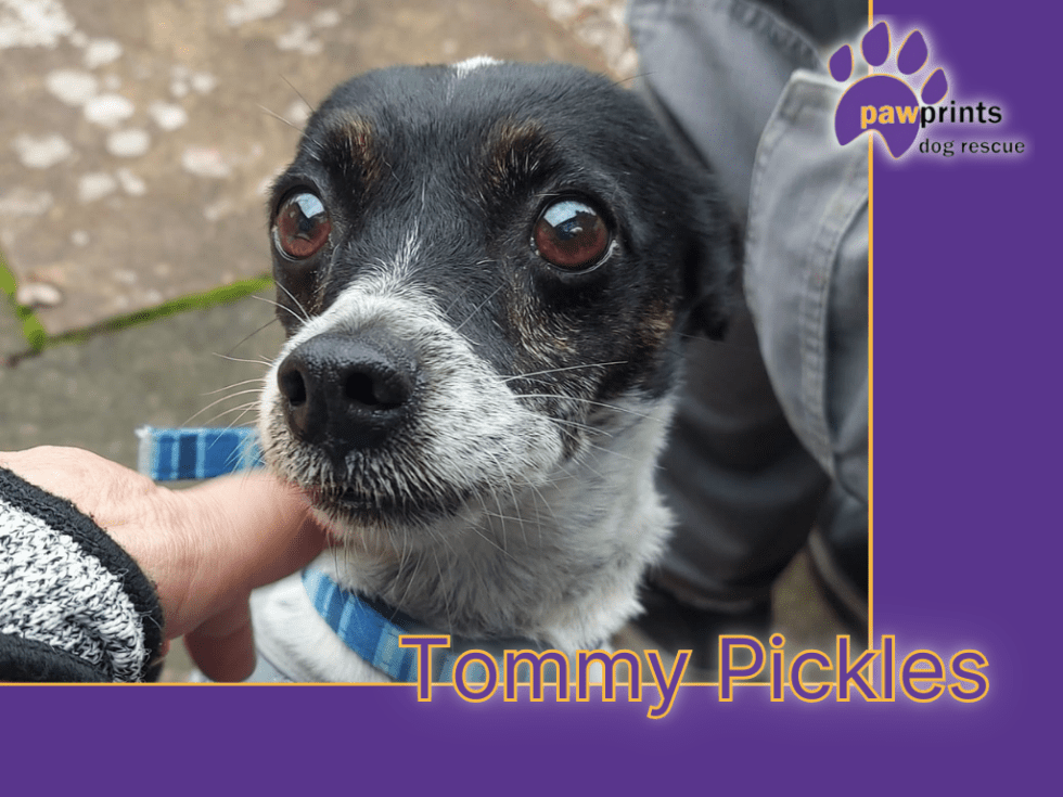 Tommy Pickles Pawprints Dog Rescue