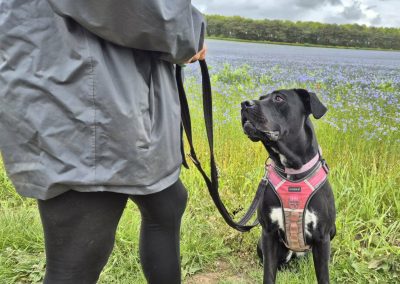 Eleanor black and white crossbreed looks at the camera looking for a forever home