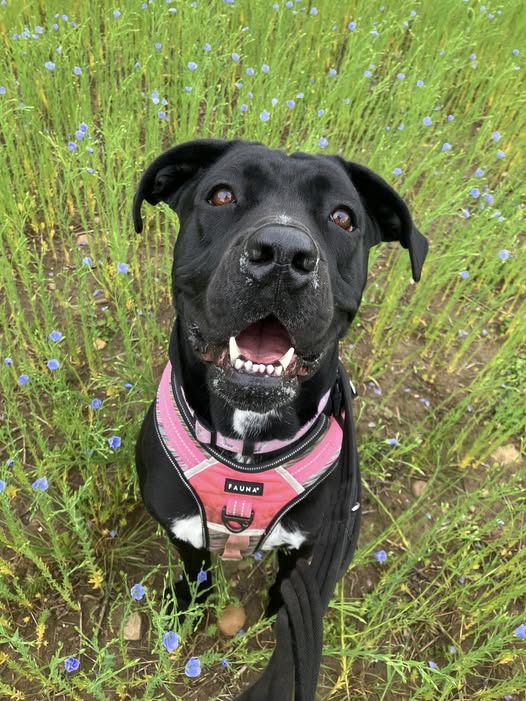 Eleanor black and white crossbreed looks at the camera looking for a forever home