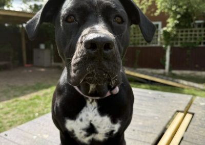 Eleanor black and white crossbreed looks at the camera looking for a forever home