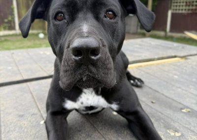 Eleanor black and white crossbreed looks at the camera looking for a forever home