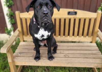 Eleanor black and white crossbreed looks at the camera looking for a forever home
