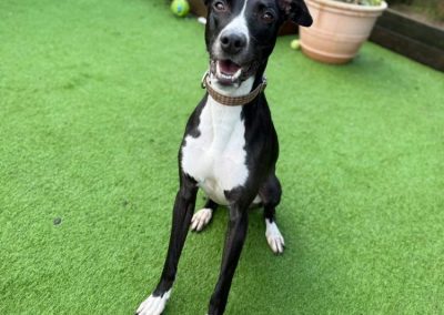 Romeo the lurcher looking for his forever home or foster home