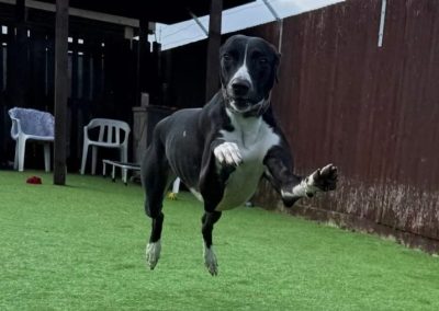 Romeo the gorgeous black and white lurcher