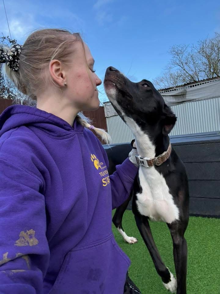 Romeo and pawprints team Romeo the lurcher and pawprints staff