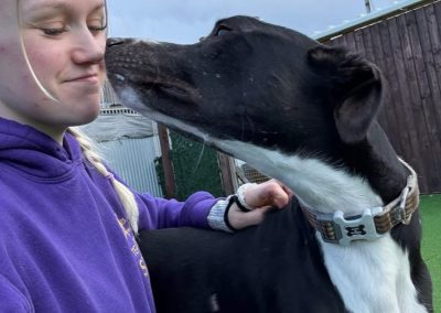 Romeo the gorgeous black and white lurcher with one of the team