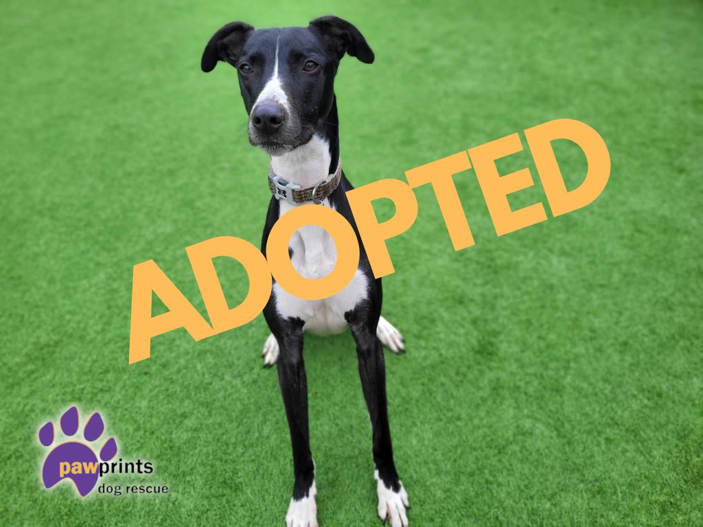 Romeo adopted