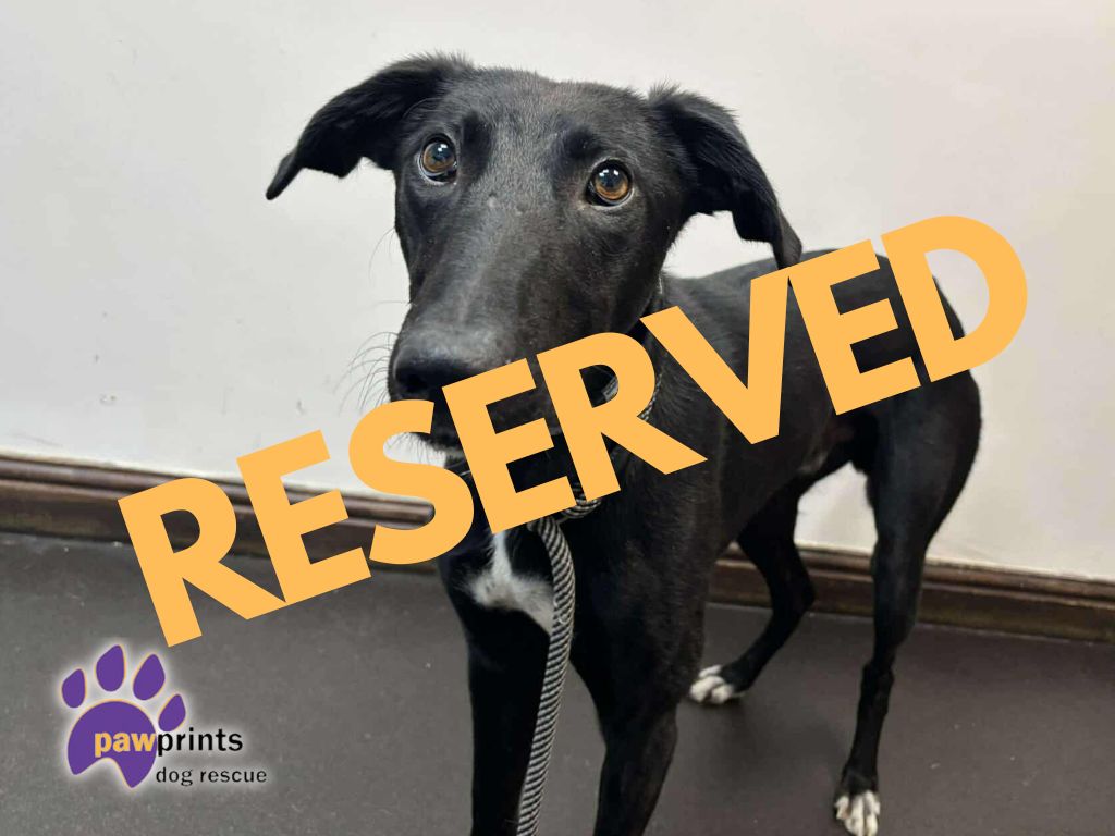 LENOARD RESERVED (1)