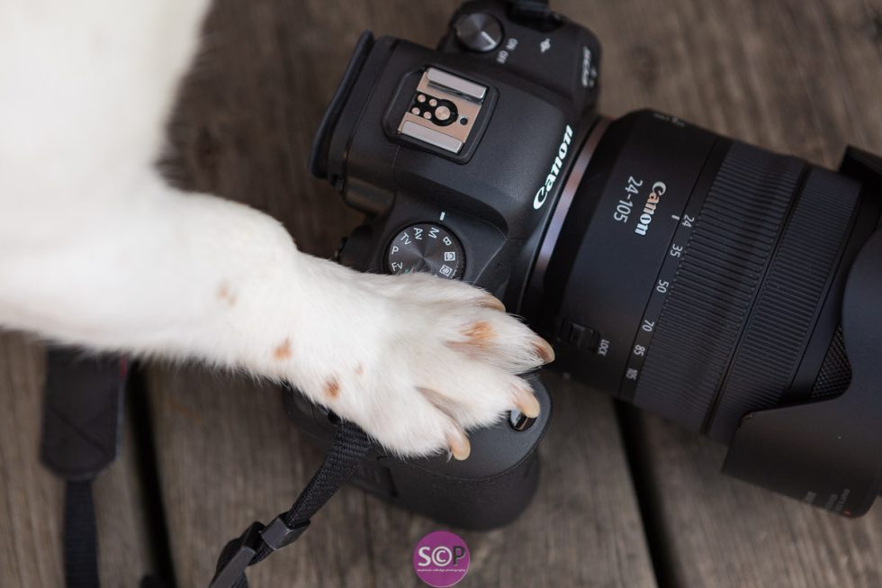 Pawprints Calendar 2026 - Pawprints Dog Rescue
