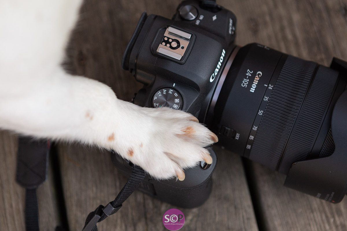 Pawprints Calendar Steph