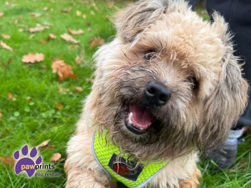 Pawprints Profile Pic - Aslan