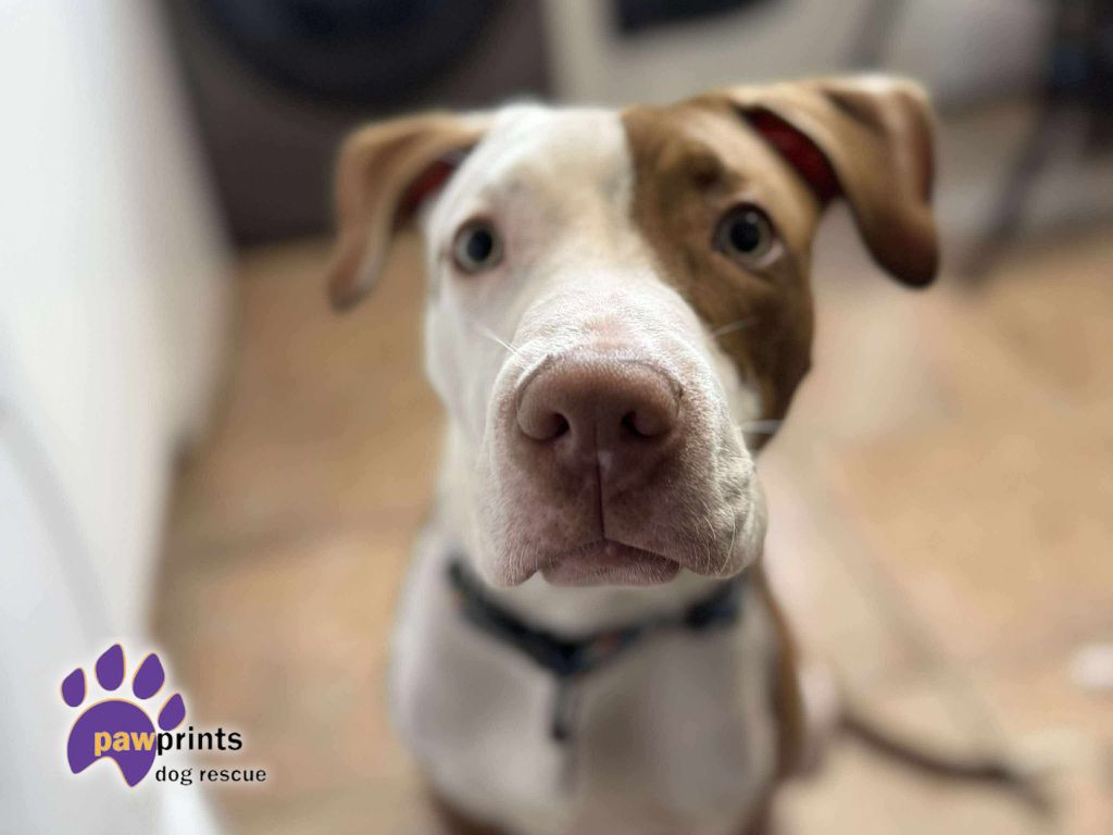 Pawprints Profile Pic.zip - Pluto