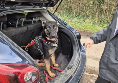 Moon the gorgeous GSD puppy looking for her forever home