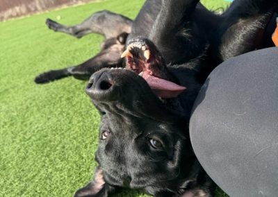 Max the all black Labrador cross looks into the camera. Available for adoption