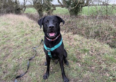 Max black labrador cross looking for this forever home