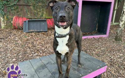 Hopper, a 8 years old female Crossbreed available for adoption from Pawprints Dog Rescue in Rugby, Warwickshire