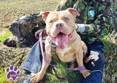 Dart the light brown pocket bully enjoys a walk in the countryside - Dart is looking for his forever home
