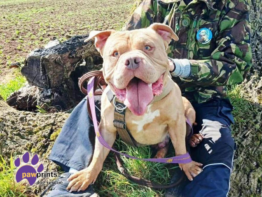 Dart the light brown pocket bully enjoys a walk in the countryside - Dart is looking for his forever home