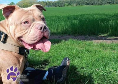 Dart the light brown pocket bully enjoys a walk in the countryside - Dart is looking for his forever home
