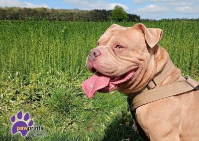 Dart the light brown pocket bully enjoys a walk in the countryside - Dart is looking for his forever home