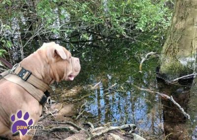 Dart the light brown pocket bully enjoys a walk in the countryside - Dart is looking for his forever home
