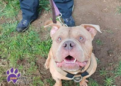 Dart the light brown pocket bully enjoys a walk in the countryside - Dart is looking for his forever home