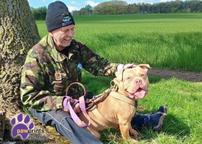 Dart the light brown pocket bully enjoys a walk in the countryside - Dart is looking for his forever home