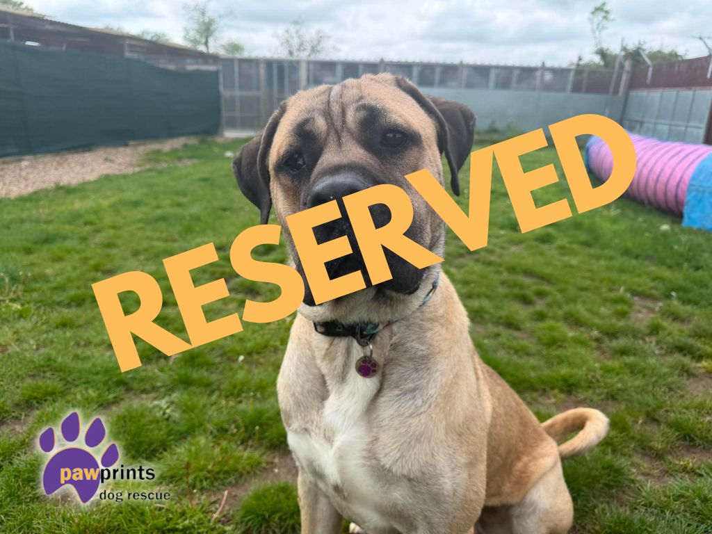 Dustin the Mastiff reserved