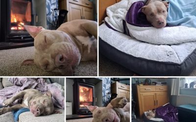 Mrs J has been adopted!