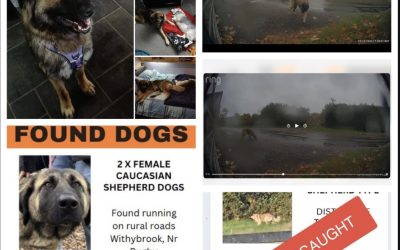 ✨ Happy Tails Alert! ✨