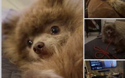 Hello 👋 remember me? Manu? Also known as Pomtwit!