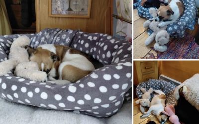 Murray kicks off Febs happy tails