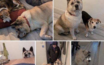 Choccie Bear lands a double ..