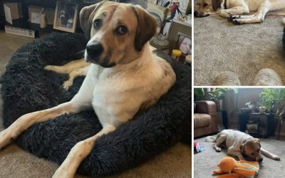 Sweet Perdita finds her forever