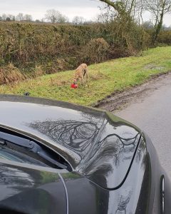 Zephyr the abandoned lurcher seen at the side of the road 