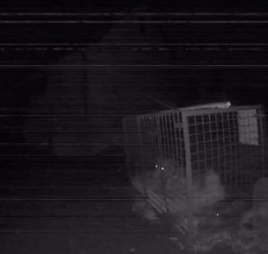 Zephyr the abandoned lurcher safely caught in an humane dog trap 