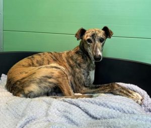 Zephyr the abandoned lurcher decompressing in his kennels 