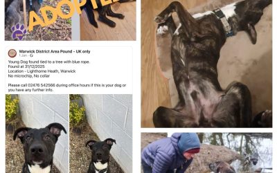 Hopper’s new beginning