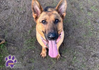 Jojo the small black and tan german sherpherd sitting waiting for her forever home