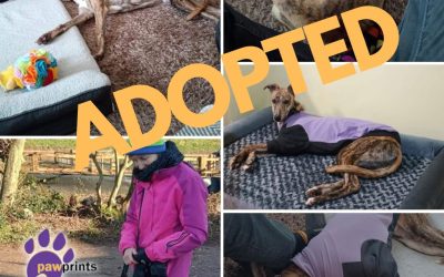 Firm dog walkers favourite Steve leaves the building !