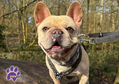 Dougie Frenchie looking for his forever home