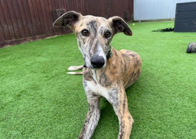 Zephyr male brindle lurcher looking at the camera.Available for adoption
