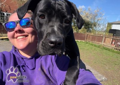 Eleanor the gorgeous black and white cross breed loving or her forever home looking into the camera while leaning on a volunteer