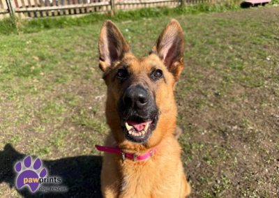 Jojo the Black and Tan German shepherd looks at the camera