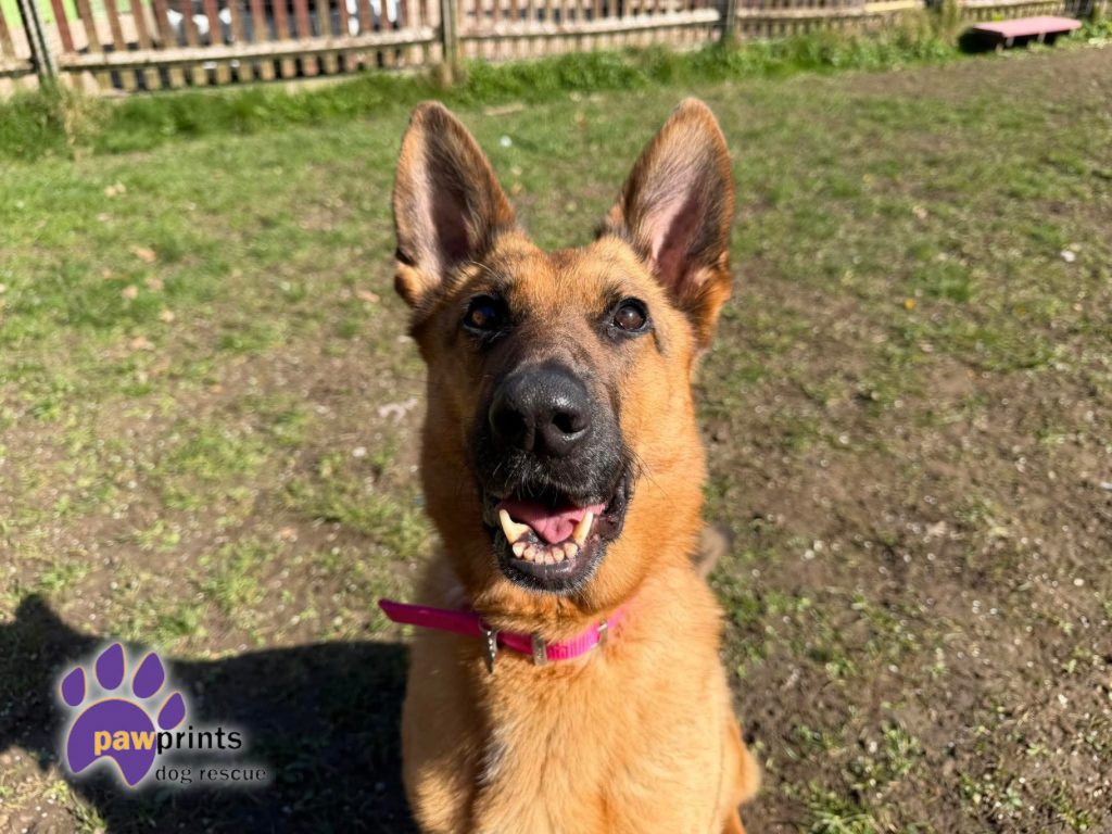 Jojo the Black and Tan German shepherd looks at the camera
