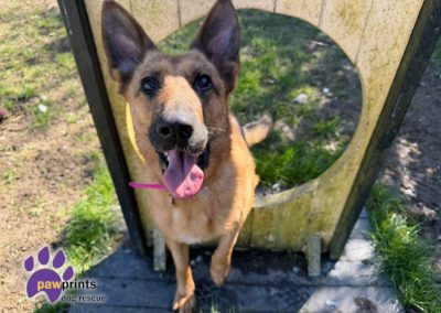 Jojo the Black and Tan German shepherd looks at the camera