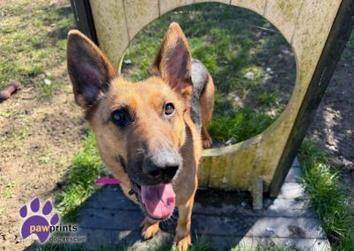 Jojo the Black and Tan German shepherd looks at the camera