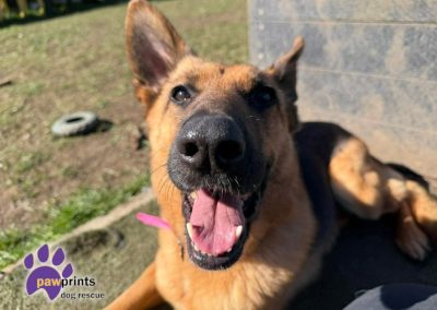 Jojo the Black and Tan German shepherd looks at the camera